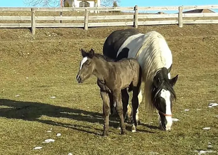 Maison d'hôtes Bauernhof Podorn Sankt Kanzian am Klopeiner See